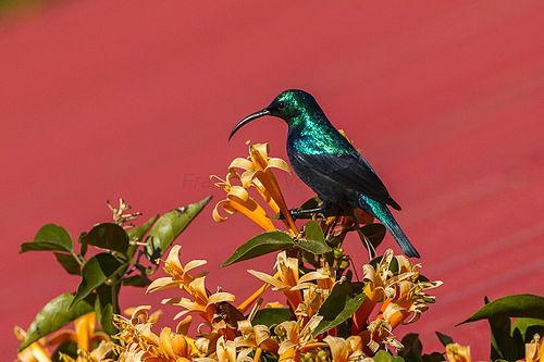 Malagasy green sunbird